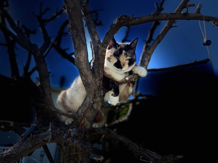 Entry image for LuLu. Clicking this image will show a larger photo