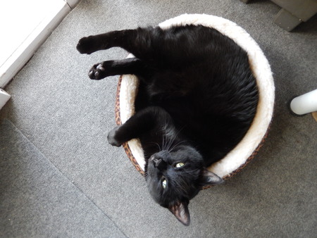 Entry image for Blade. Clicking this image will show a larger photo