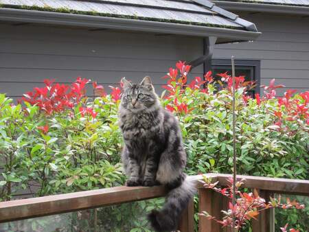 Entry image for Molly. Clicking this image will show a larger photo