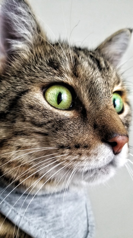 Entry image for Kiki. Clicking this image will show a larger photo