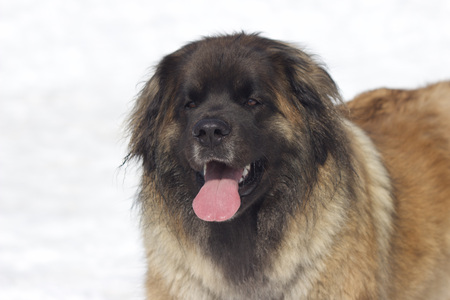 Entry image for Coco. Clicking this image will show a larger photo