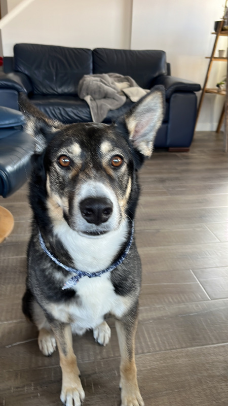 Entry image for Hondo . Clicking this image will show a larger photo