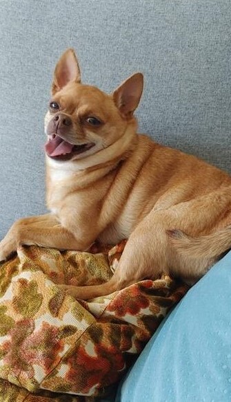 Entry image for Quincey. Clicking this image will show a larger photo