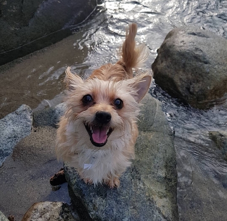 Entry image for Caesar. Clicking this image will show a larger photo