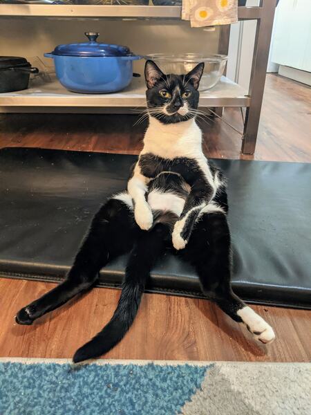 Entry image for Clancy. Clicking this image will show a larger photo