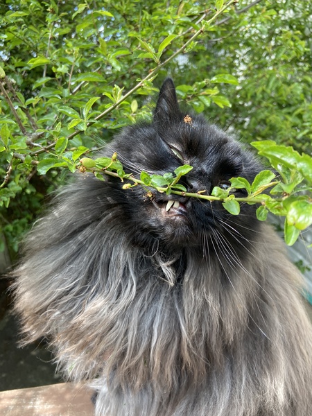 Entry image for Salem. Clicking this image will show a larger photo