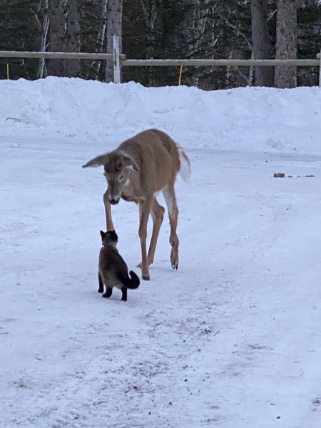 Entry image for Laylah . Clicking this image will show a larger photo