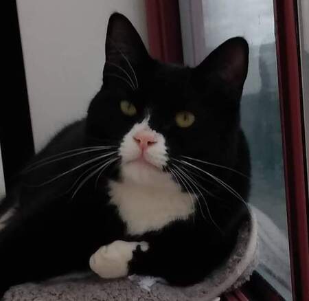 Entry image for Buddy. Clicking this image will show a larger photo