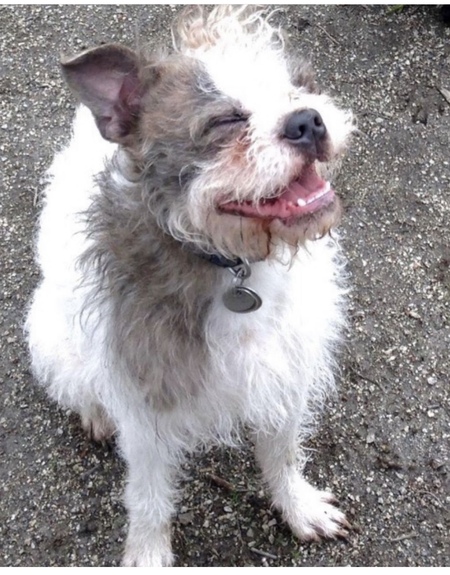 Entry image for Finn. Clicking this image will show a larger photo