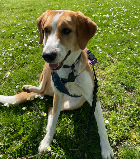 Entry image for Suki. Clicking this image will show a larger photo