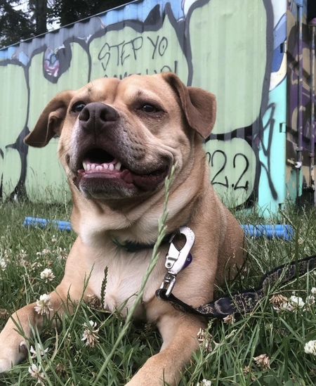 Entry image for Chai. Clicking this image will show a larger photo