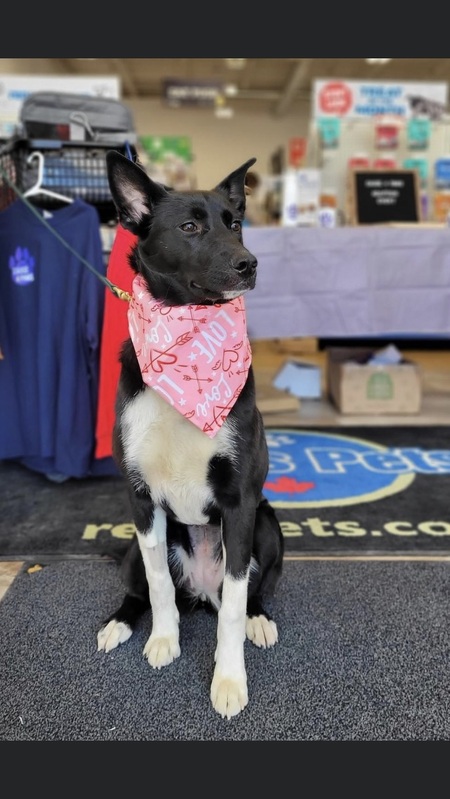 Entry image for Millie. Clicking this image will show a larger photo