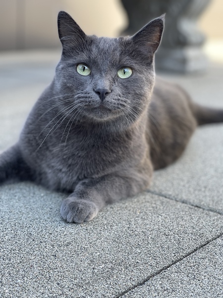 Entry image for Charlie. Clicking this image will show a larger photo