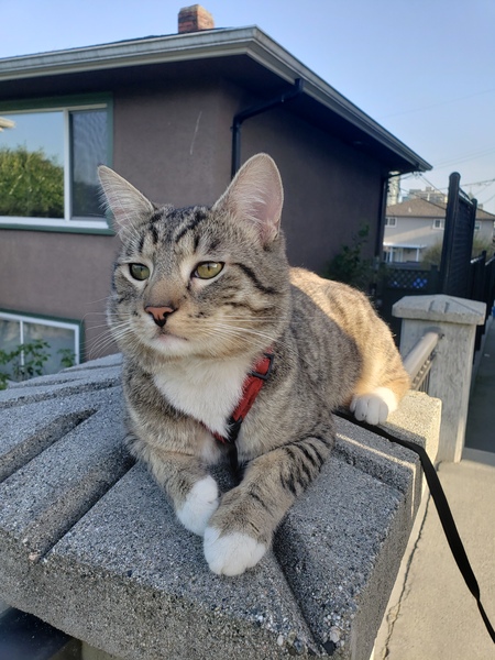 Entry image for Myshka. Clicking this image will show a larger photo