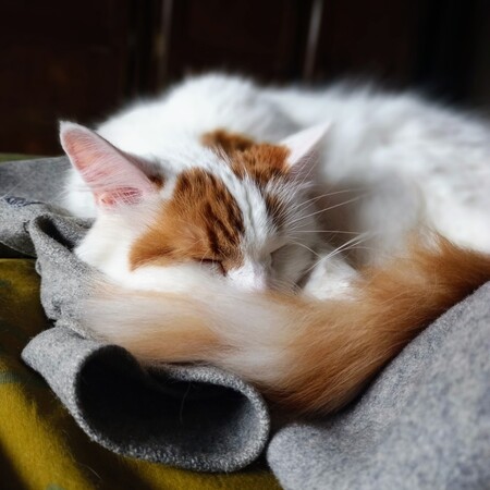 Entry image for Henry Moon. Clicking this image will show a larger photo