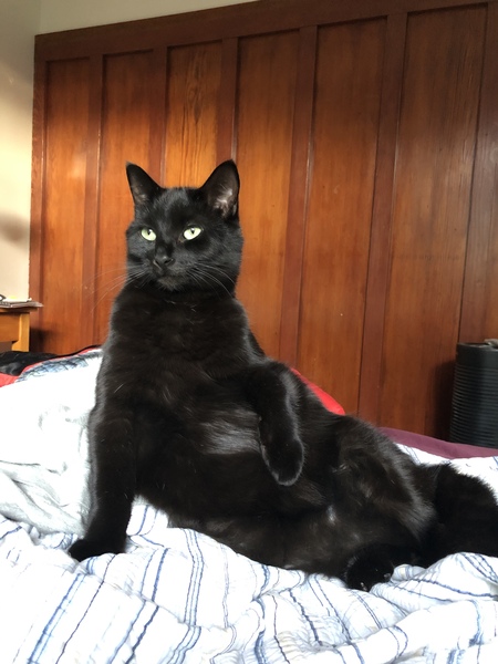 Entry image for Swiss. Clicking this image will show a larger photo