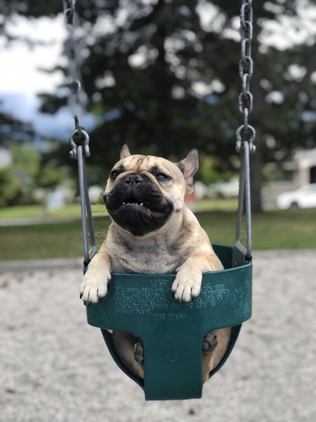 Entry image for Quasi. Clicking this image will show a larger photo