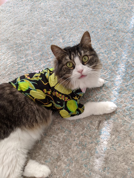 Entry image for Clementine . Clicking this image will show a larger photo