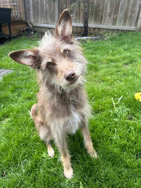 Entry image for Teddy. Clicking this image will show a larger photo