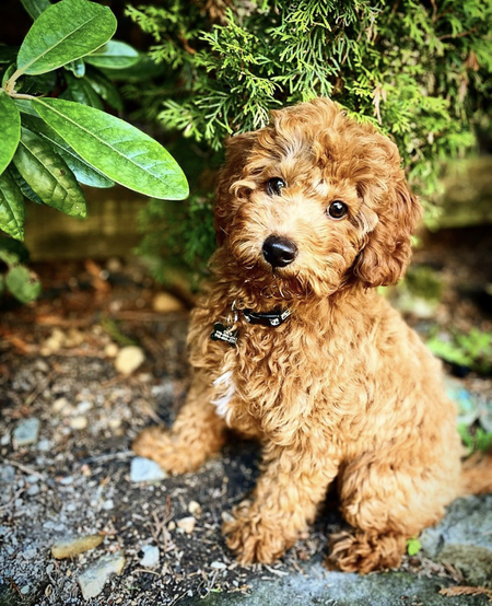 Entry image for Coco. Clicking this image will show a larger photo