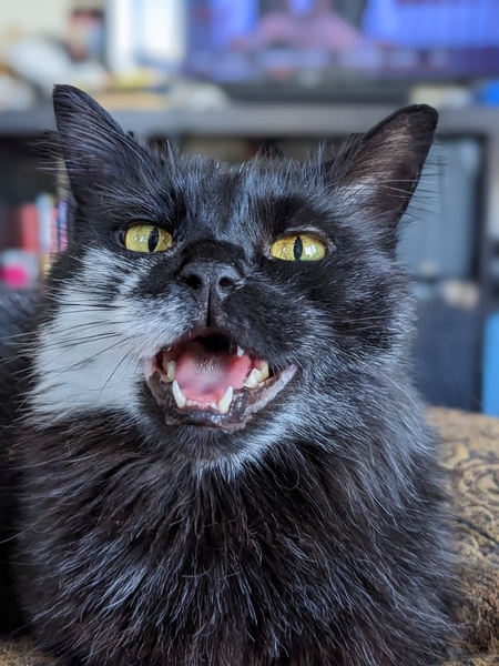 Entry image for Tobin. Clicking this image will show a larger photo