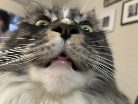 Entry image for Onyx . Clicking this image will show a larger photo