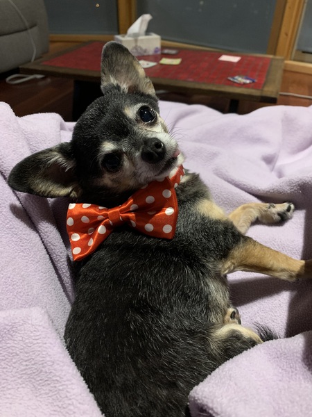 Entry image for Sydney . Clicking this image will show a larger photo