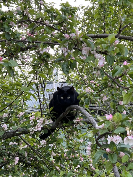 Entry image for Milo. Clicking this image will show a larger photo