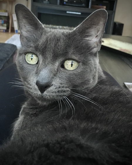 Entry image for Blue. Clicking this image will show a larger photo