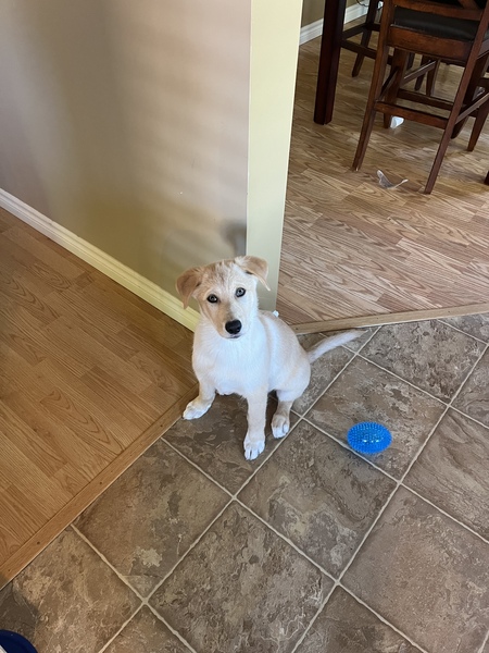 Entry image for Hank . Clicking this image will show a larger photo