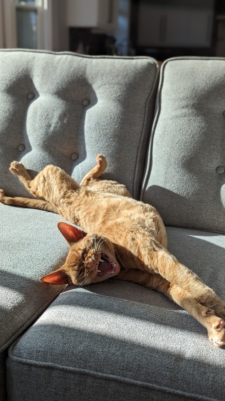 Entry image for Petyr. Clicking this image will show a larger photo