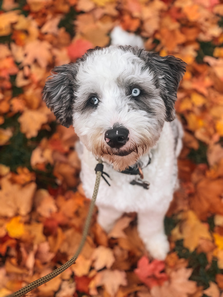 Entry image for Asher . Clicking this image will show a larger photo