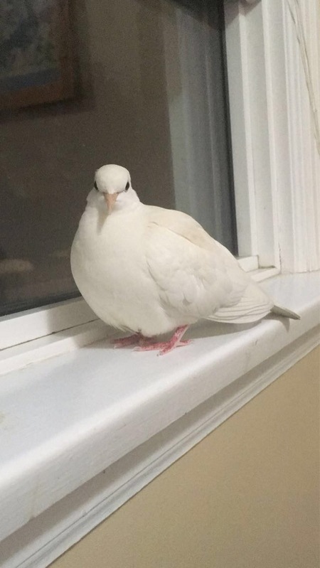 Entry image for Poppy. Clicking this image will show a larger photo