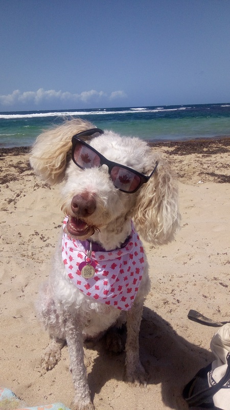 Entry image for Callie . Clicking this image will show a larger photo