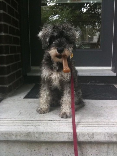 Entry image for Fozzie. Clicking this image will show a larger photo