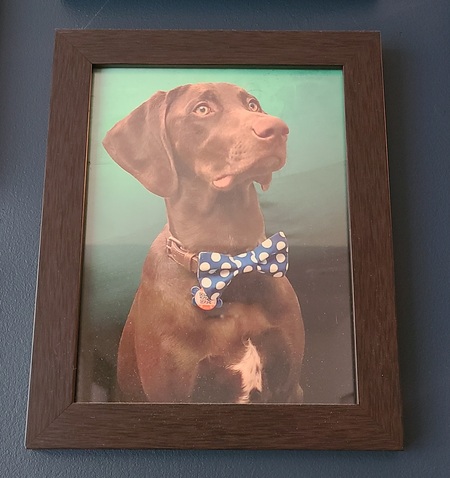 Entry image for Milo. Clicking this image will show a larger photo