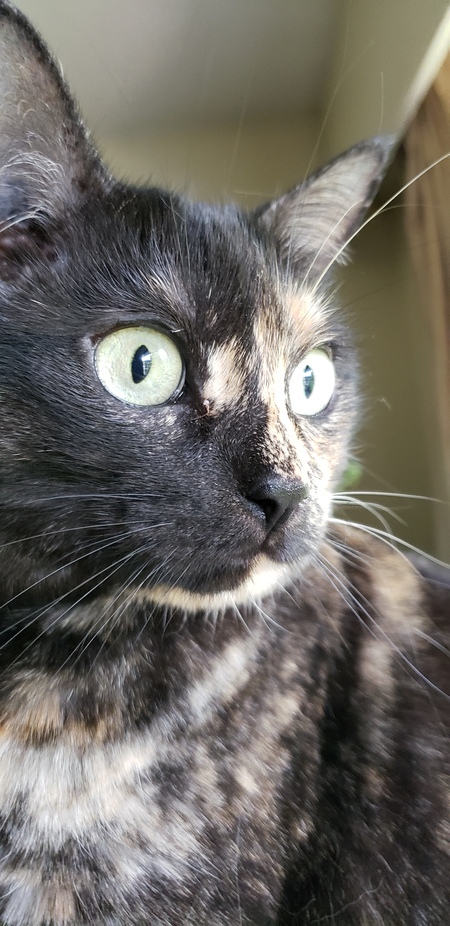 Entry image for Olivia. Clicking this image will show a larger photo