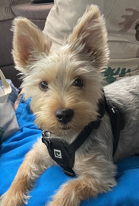 Entry image for Teddy . Clicking this image will show a larger photo