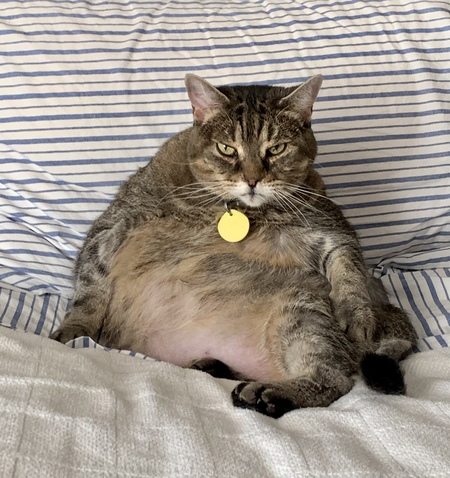 Entry image for Suki. Clicking this image will show a larger photo