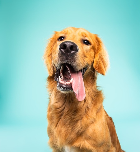 Entry image for Rudy. Clicking this image will show a larger photo