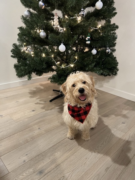 Entry image for Benji. Clicking this image will show a larger photo