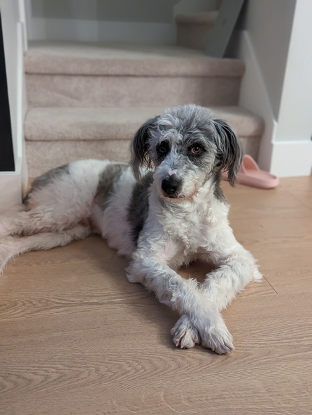 Entry image for Samwise. Clicking this image will show a larger photo