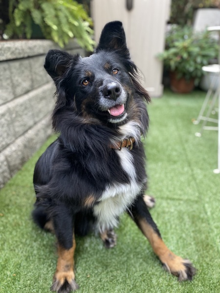 Entry image for Cricket. Clicking this image will show a larger photo