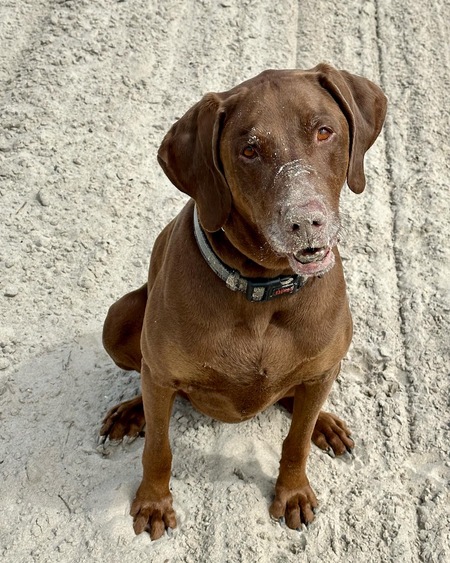 Entry image for Dolly. Clicking this image will show a larger photo