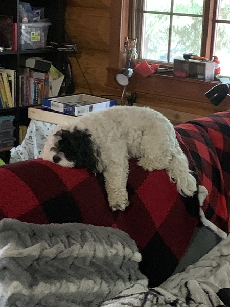 Entry image for Lexi. Clicking this image will show a larger photo