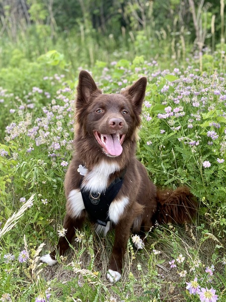 Entry image for Dawson. Clicking this image will show a larger photo