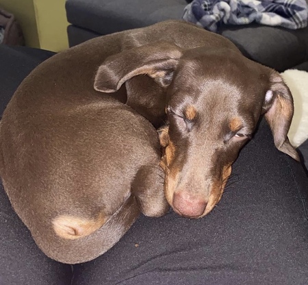 Entry image for Hank. Clicking this image will show a larger photo