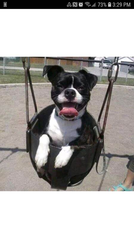 Entry image for Bandit. Clicking this image will show a larger photo