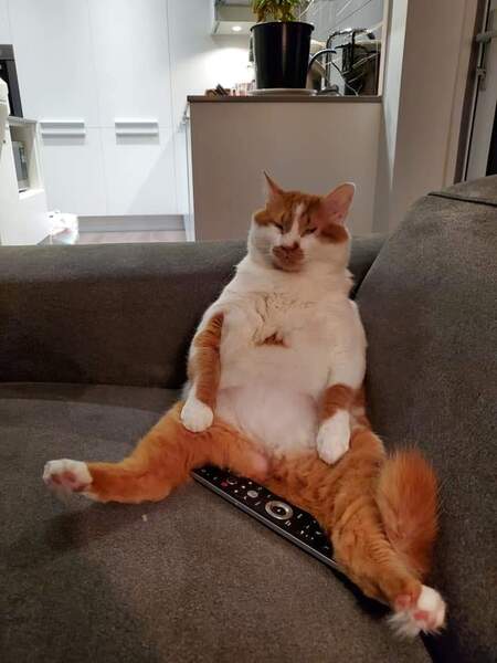 Entry image for Mr. Pancake. Clicking this image will show a larger photo