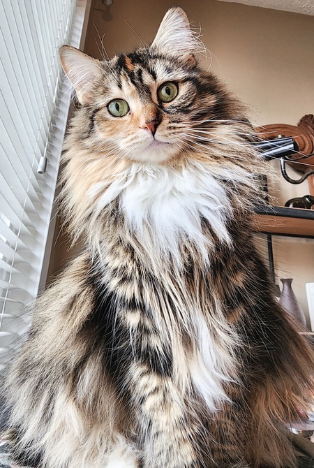 Entry image for Abby Chicken-Wing. Clicking this image will show a larger photo